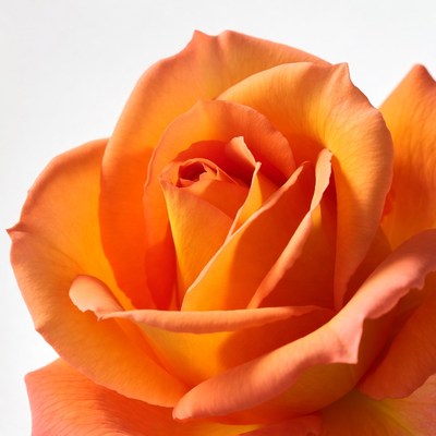 Orange Rose on White Background