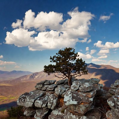 Lone pine tree on rocky mountain peak