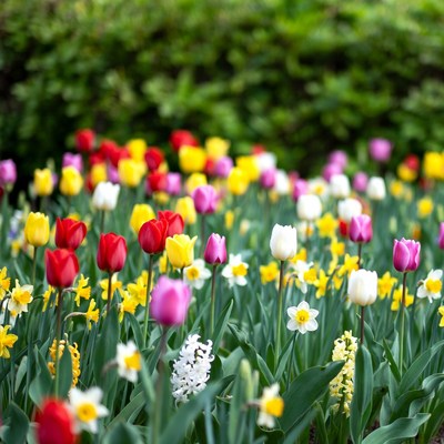 Colorful Tulips and Daffodils in Garden