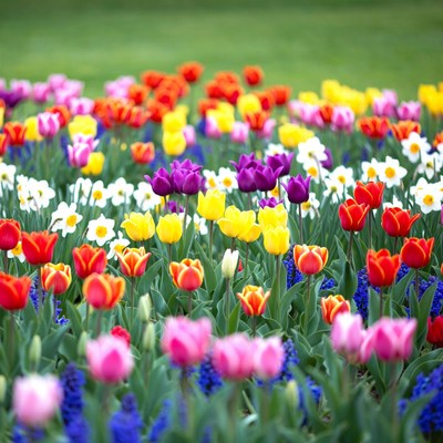 Colorful Tulips in Green Field