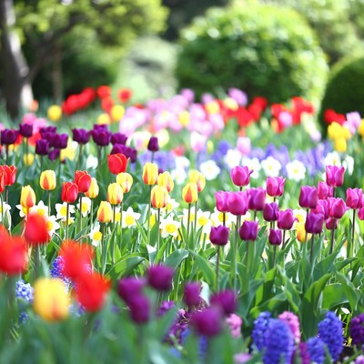 Colorful Tulips in Lush Garden
