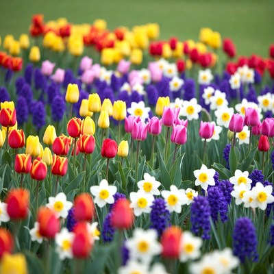 Colorful Tulips in Green Field