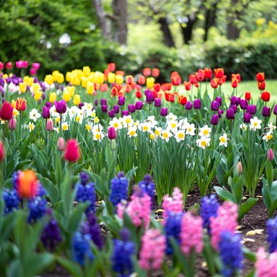 Colorful Tulips and Hyacinths in Garden