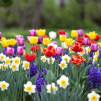 Colorful Tulips and Daffodils in Garden