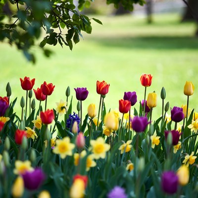 Colorful Tulips in Green Garden