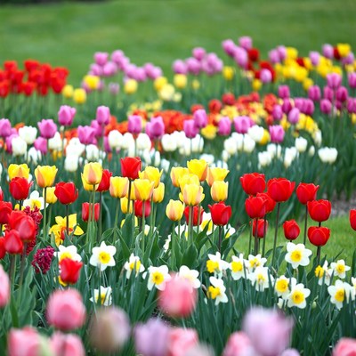 Colorful Tulips in Garden
