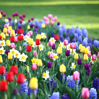 Colorful Tulips in Green Field