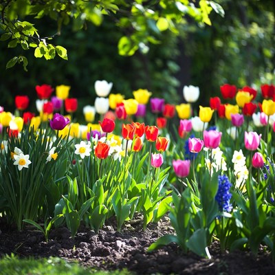 Colorful Tulips in Garden Bed