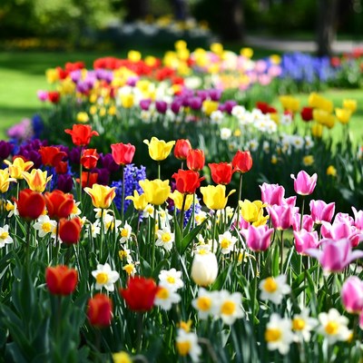 Vibrant Tulip Garden in Bloom