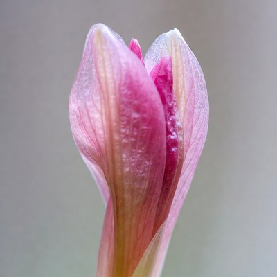 Pink Tulip Bud Opening