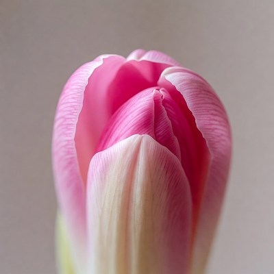 Pink tulip bud closeup