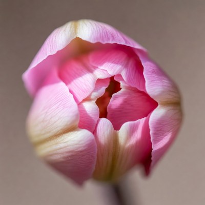 Pink Tulip Flower Closeup