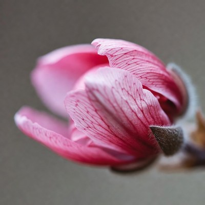 Pink Magnolia Flower Bloom