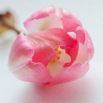 Pink Tulip Flower on White Background