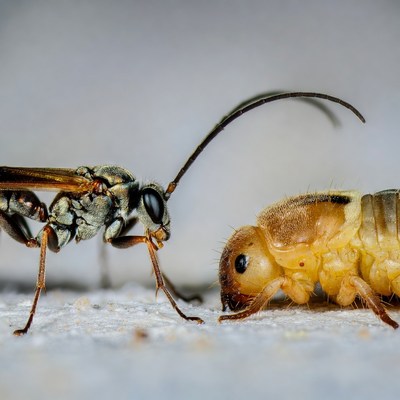 Wasp and Larva Closeup