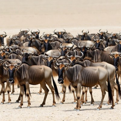 Herd of wildebeest on sandy plain