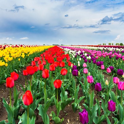 Colorful Tulip Field Under Blue Sky