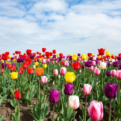 Colorful Tulip Field Under Blue Sky