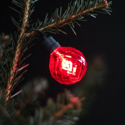 Red Christmas Light on Fir Branch