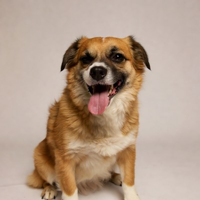 Smiling brown dog with tongue out