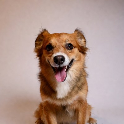Smiling Red Pomeranian Dog