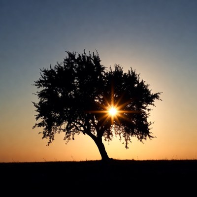 Silhouette Tree with Sunset Sun
