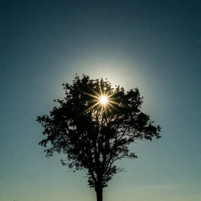 Silhouetted Tree with Sun Behind
