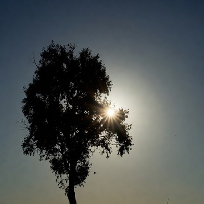 Silhouette tree against bright sun