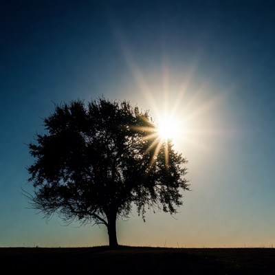Silhouette tree with sun rays