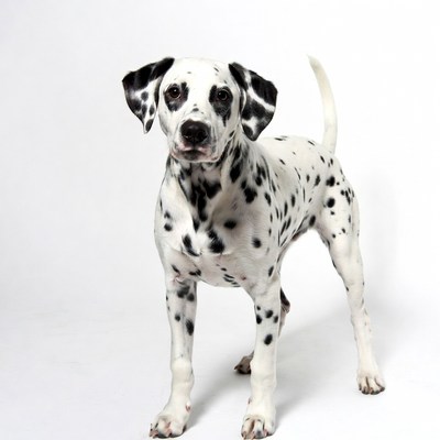 Dalmatian standing on white background