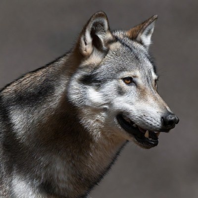 Gray wolf profile view