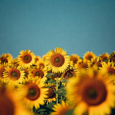 Sunflower Field Blue Sky