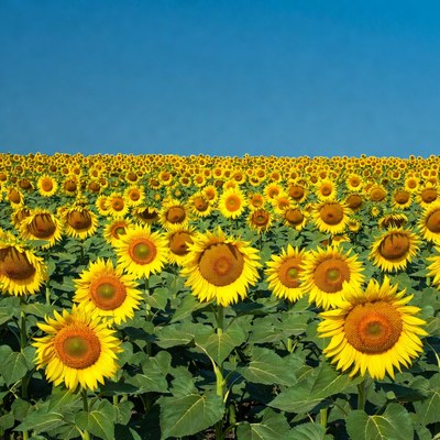 Vast Sunflower Field Under Blue Sky