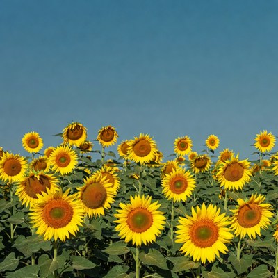 Sunflower Field Against Blue Sky