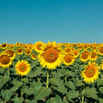 Sunflower Field Under Blue Sky