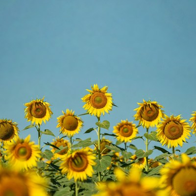 Sunflowers Against Blue Sky