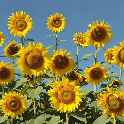 Sunflowers in Blue Sky