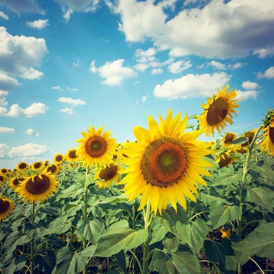 Sunflower Field Under Blue Sky