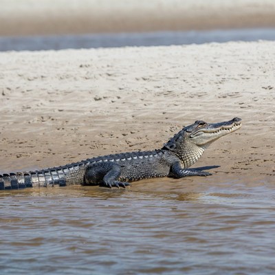 Alligator on sandy riverbank