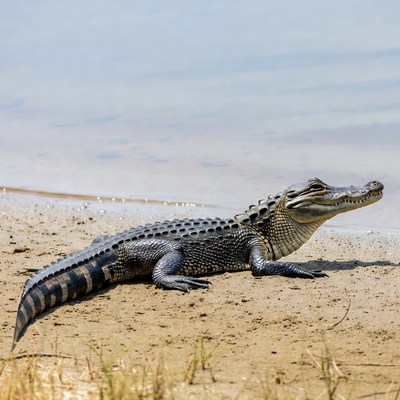 Alligator lying on sandy shore