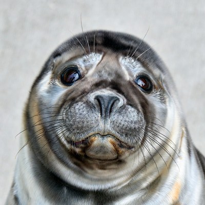 Close-up of cute harbor seal face