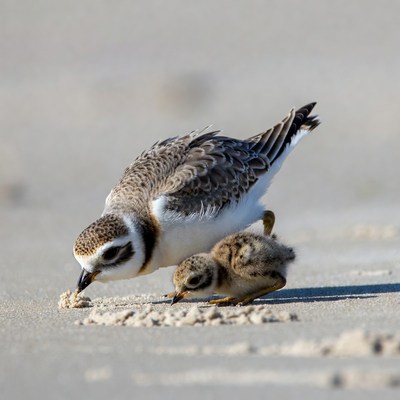 Piping Plover Feeding Chicks on Beach