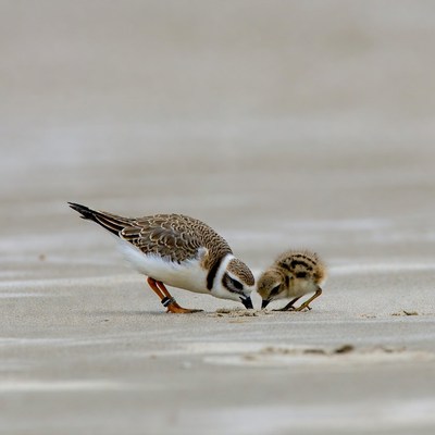 Piping Plover Feeding Chick on Beach