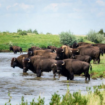 Herd of bison drinking at river