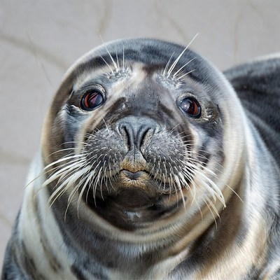 Close-up of cute baby harp seal
