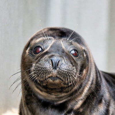 Harbor Seal Close-Up Portrait