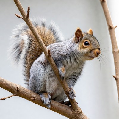 Gray squirrel on tree branch