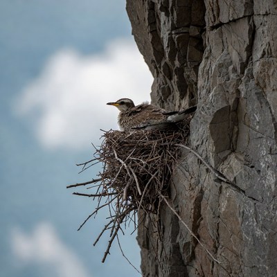 Baby bird in rocky nest