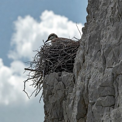 Bird in nest on cliff