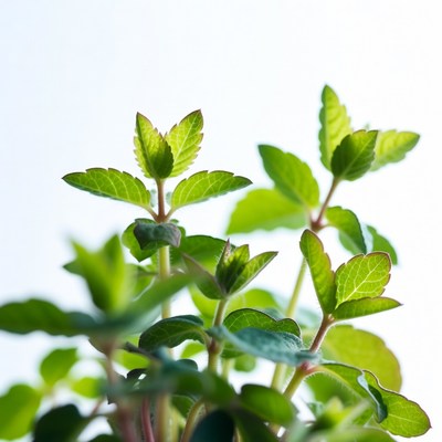 Fresh Mint Leaves on White Background